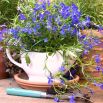 Lobelia zwisła szafirowoniebieska