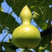 Tykwa pospolita Birdhouse