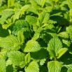 Melisa cytrynowa - aromatyczna nowość!