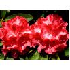Rododendron czerwony, azalia - Prinz Karneval - sadzonka