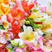 Alstremeria - florystyczny oryginał w ogrodzie!