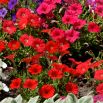 Petunia wielkokwiatowa - czerwona