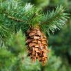Daglezja glauca - gęste, zielononiebieskawe igły!