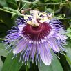 Męczennica fioletowa, Marakuja - Passiflora Purple Haze - sadzonka
