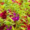 Niecierpek Balsamina - kolorowa mieszanka