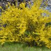 Forsycja pośrednia - Żółty, wiosenny krzew - sadzonka