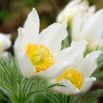 Sasanka Anemone pulsatilla - biała