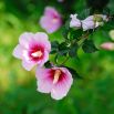 Ketmia, Hibiskus - Maike - sadzonka