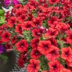 Petunia wielkokwiatowa - czerwona