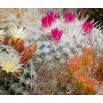 Mamilaria - kaktus meksykański - mieszanka gatunków