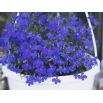 Lobelia zwisła szafirowoniebieska