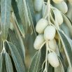 Oliwnik wąskolistny - srebrzysty, piękny i miododajny - sadzonka