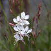 Gaura - Gaura lindheimeri