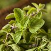 Oregano greckie - bardziej intensywne od zwykłego!