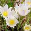 Sasanka Anemone pulsatilla - biała