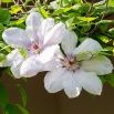 Clematis - Powojnik - Jan Paweł II - sadzonka