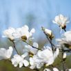 Magnolia biała - Merrill - sadzonka