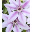 Clematis - Powojnik - Jan Paweł II - sadzonka
