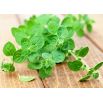 Oregano - Lebiodka pospolita