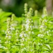 Bazylia Floral Spires - przyprawowa i ozdobna