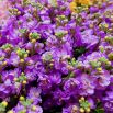 Lewkonia wielopędowa liliowa - Lolita
