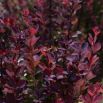 Berberys Thunberga - Atropurpurea Nana - sadzonka