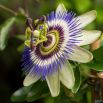 Męczennica błękitna - Passiflora Caerulea - sadzonka