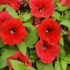 Petunia wielkokwiatowa - czerwona