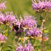 Monarda, Pysznogłówka cytrynowa