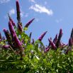 Budleja Dawida - Purple Prince - Krzew motyli - sadzonka
