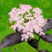 Czarny Bez - Black Lace - sadzonka