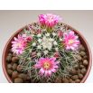 Mamilaria - kaktus meksykański - mieszanka gatunków