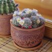 Mamilaria - kaktus meksykański - mieszanka gatunków