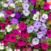 Petunia - Mieszanka balkonowa