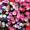 Petunia - Mieszanka balkonowa