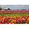 Tulipan Mix - opak. 5 szt.