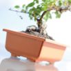 Doniczka do bonsai Dbon - 20 x 14 cm - terakota