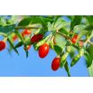 Jagody goji - Kolcowój New Big - duże owoce - sadzonka