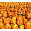 Dynia ozdobna Jack O'Lantern - jadalna