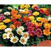 Gazania błyszcząca Sunshine