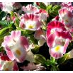 Torenia