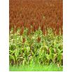 Sorgo czarne