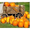 Dynia ozdobna Jack O'Lantern - jadalna