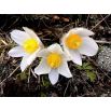 Sasanka Anemone pulsatilla - biała