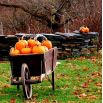 Dynia ozdobna Jack O'Lantern - jadalna