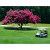 Lagerstroemia