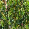 Eukaliptus cytrynowy - wiecznie zielony, pachnie i odstrasza owady!