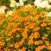 Aksamitka Orange Gem - wąskolistna, pomarańczowa