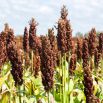 Sorgo czarne