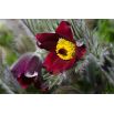 Sasanka Anemone pulsatilla - czerwona